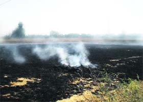 Paddy stubble being burnt in fields along the Malout-Bathinda road