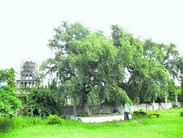Historians say Baba Banda Bahadar hung Wazir Khans body for two days from this tree, which is located in a school compound of Chaparh Jhiri village (Sirhind)