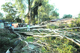 Axed trees at the Parade Ground in Dehradun on Sunday.