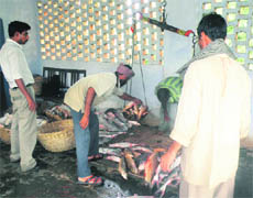 Fish caught from the Pong Dam being sold at the Fisheries Department Centre in the Nagrota Surian area. 