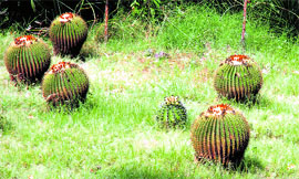 Wild growth at the cactus garden on the Jammu University campus speaks volume about the callous apathy of the authorities.