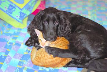 Perturbed by the explosion of crackers on Diwali, a cat and a dog find solace in each other in Dehradun. 