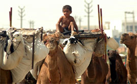 A little boy sits atop a camel with goats and other belongings in a caravan of nomads on the Gurgaon-Faridabad road.