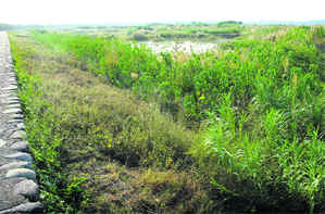 Wild growth seems to threaten the existance of Sukhna Lake in Chandigarh.