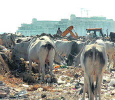 Cows feed on garbage at a dumping site on the outskirts of Gurgaon.