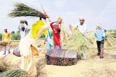 Farmers work in paddy fields in a village in Karnal district.