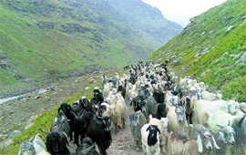 Shepherds take their sheep for grazing in the cold desert of the Lahaul valley during summer months.
