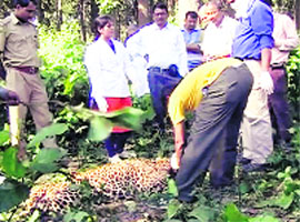 Wildlife authorities inspect the body of a leopard in Ramnagar forest division.