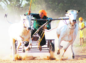 A cart race in progress during a rural sports mela at Sohana vollage in Mohali on Friday.