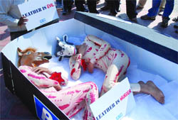 PETA activists protest at the launch of the Delhi International Leather Fair in New Delhi on Friday. 