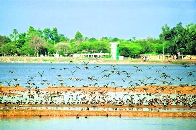 At the end of the jogging trail is the most wonderful pond surrounded by receding vegetation and dotted with the migratory birds, playing in water that was full of water lilies just before the onset of winter