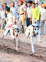 A dog race in progress during 14th Baba Hanuman Singh Rural Sports Festival at Sohana village in Mohali on Saturday