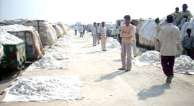 Cotton on sale at the cotton yard in Abohar