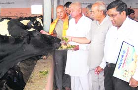 People feed cows at Kaind Gaushala near Ahmedgarh