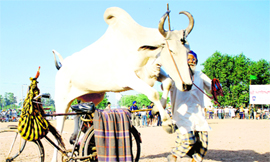 A villager makes his bull perform a trick during the recently concluded rural sports festival at Sohana village in Mohali.