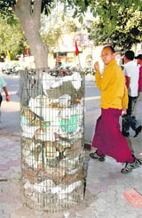 Passersby appear unconcerned at the litter clogging a wire mesh enclosure surrounding a tree on a pavement opposite a Sector-29 temple.