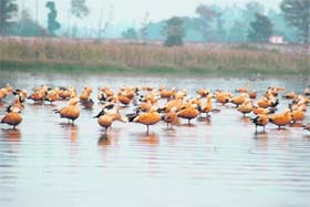 Migratory brahminy ducks at the Assan barrage on the Uttarakhand-Himachal Pradesh border