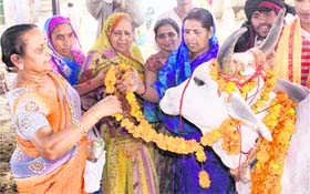 Women worship a cow on the eve of Gopastami in Gurgaon