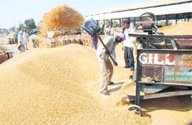 A worker is busy cleaning paddy in the New Grain Market, Karnal.