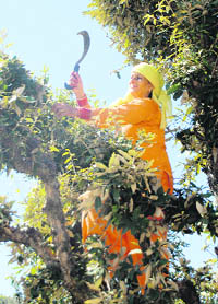 A woman is gathering fodder for cattle before it snows in Sirmour district.