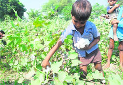 A child plucks cotton in a field near Bathinda.