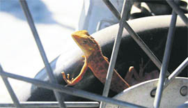 A chameleon basks in the sun as it sits on the wheel of a bike in Dehradun on Tuesday.