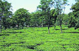 A tea garden in the Kangra valley.