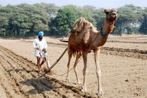 A farmer ploughing his field with the help of a camel at a village near Bathinda.