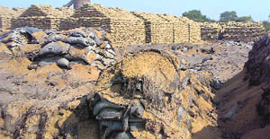 Rotten paddy lies adjoining fresh paddy at a rice mill in Khamano.