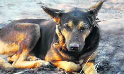 The dog that tried to save children during fire at Kaimbwala village. 