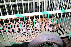 The trapped wild cat being taken away from the jail.