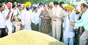 Mandi Board Chairman Ajmer Singh Lakhowal supervises a heap of paddy at the Grain Market, Khamano, on Friday.