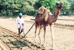 A farmer ploughs his fields with the help of a camel in a village near Bathinda