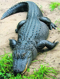 Chinese alligators are among the most vocal crocodiles