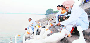 Visitors attract ducks by offering them feed at Sukhna Lake in Chandigarh.