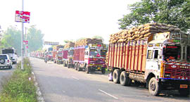 Trucks loaded with paddy parked on the Ludhiana-Chandigarh road at Khamanno.