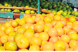 Kinnows from Sirsa district flood fruit markets in Hisar. 