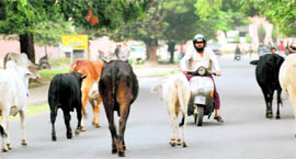 A scooterist tries to find his way through a herd of cattle in Chandigarh on Tuesday. Cattle on roads have become a major reason for traffic snarls in the city.