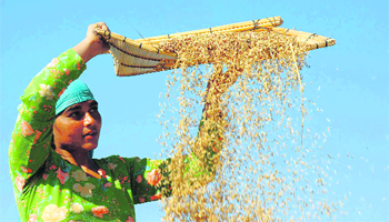 A woman cleans paddy in a village in the RS Pura sector, Jammu.