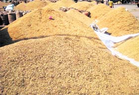 Sonepat old grain market is full of unloaded paddy stock