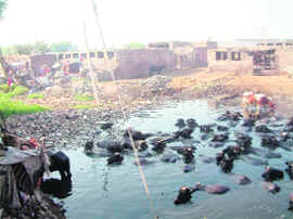 An area adjoining Ekta Colony in Amritsar.