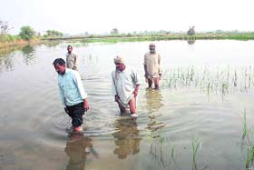 A waterlogged field at Aachhej village in Jhajjar district