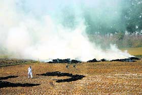 Smoke rises in the sky as paddy stubble is burnt at a field near Sunarian village in Rohtak district