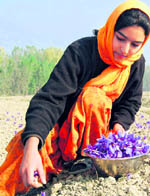 A woman plucks saffron flowers from a field at Pampore near Srinagar