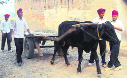 Class X students of Government Secondary School, Jassowal, forced to drive a bullock cart loaded with crusher to their school in Jagraon.