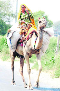A brightly dressed Rajasthani woman rides a camel on the outskirts of Hisar.