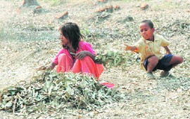 Children collect dry leaves for burning to get respite from cold in the night in Karnal.