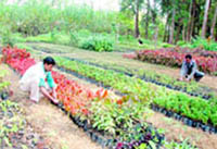 Plants being prepared at the Forest Research Institute, Dehradun, for the Commonwealth Games scheduled to be held in New Delhi in 2010.