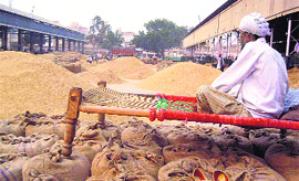Heaps of paddy in the Sirsa grain market on Thursday.