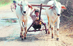 A boy trains a pair of young bullocks for farm work in Arya Nagar village near Hisar
